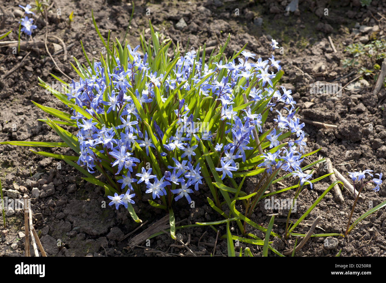 Siberian Squill (Scilla siberica) fioritura, si raggruppano in giardino, POWYS, GALLES, Marzo Foto Stock