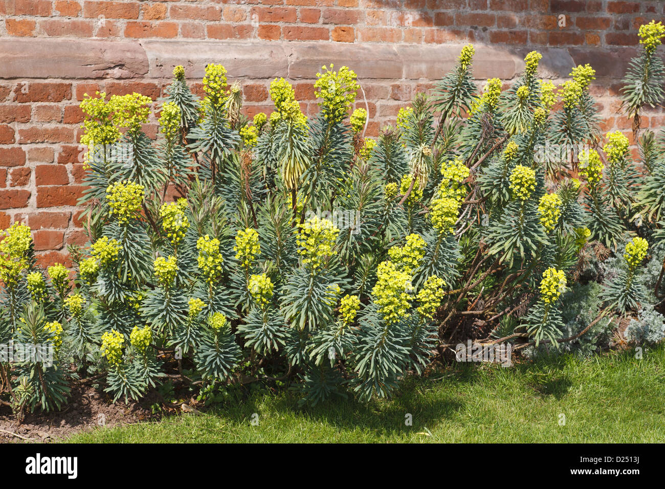 Grandi Euforbia Mediterranea di Euphorbia characias 'John Tomlinson' fioritura crescente accanto a un muro di mattoni in giardino Powys Galles Marzo Foto Stock