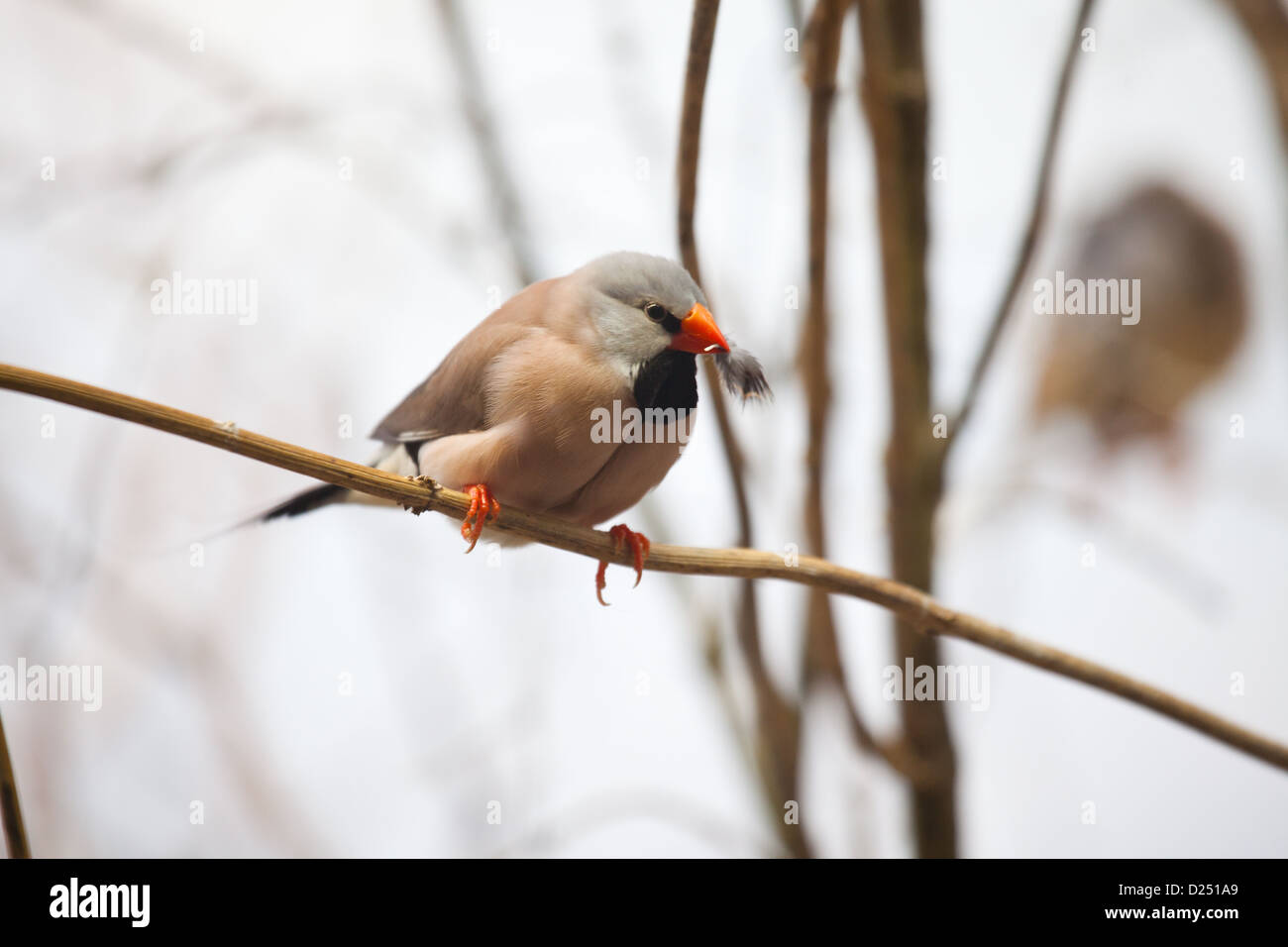 Piccoli uccelli esotici Foto Stock