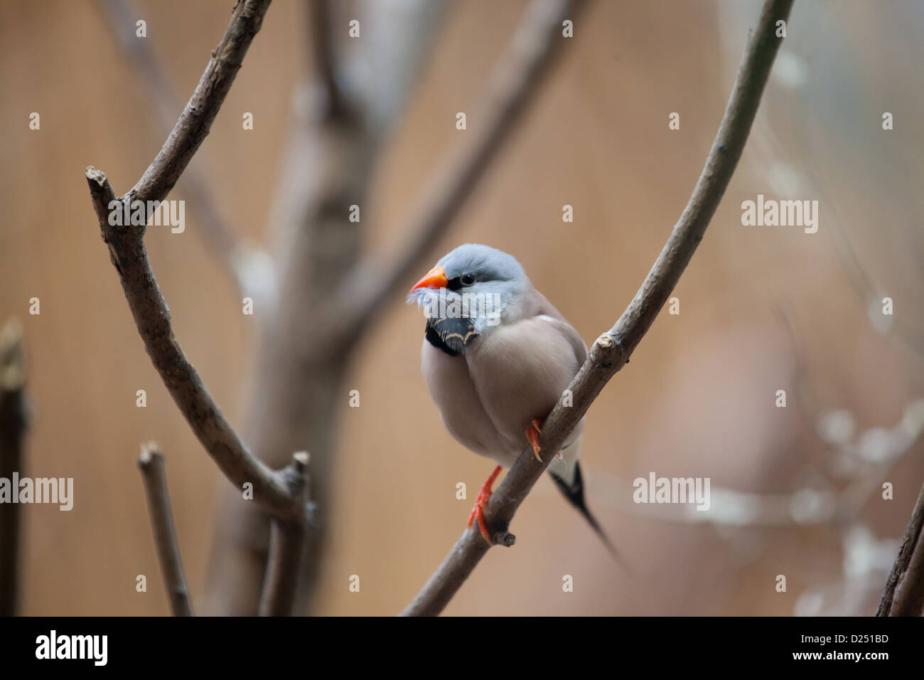 piccolo uccello Foto Stock