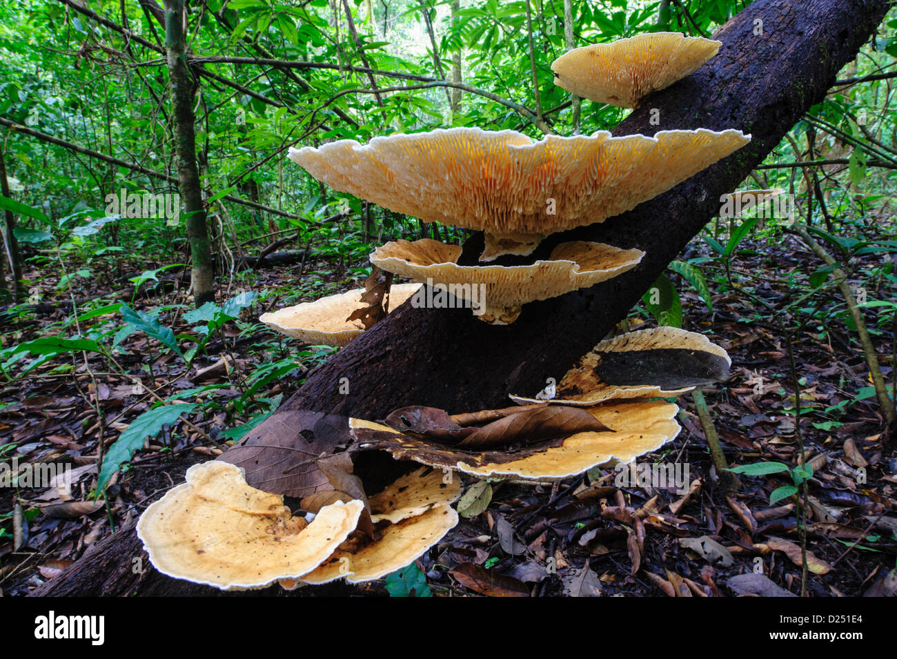 Fungo su un ramo di marcio. Corcovado N.P,. Costa Rica Foto Stock