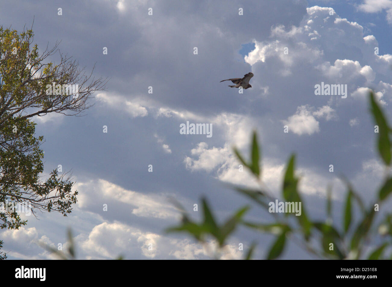 Un rapper che vola attraverso un cielo blu nuvoloso con fogliame in primo piano. Foto Stock
