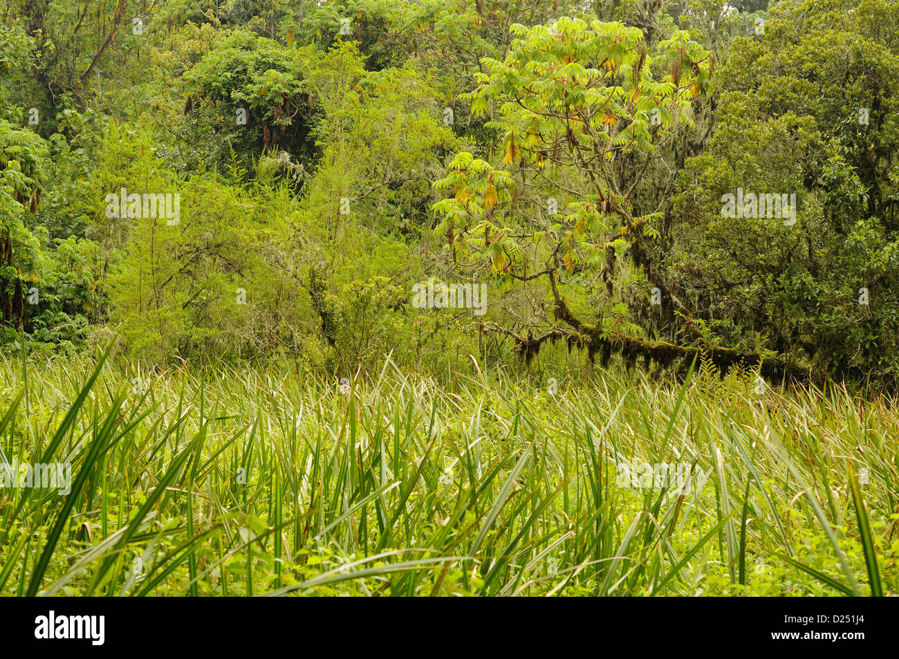 Vista della palude in habitat della foresta, Kahuzi-Biega N.P., regione di Kivu, nella Repubblica democratica del Congo, novembre Foto Stock