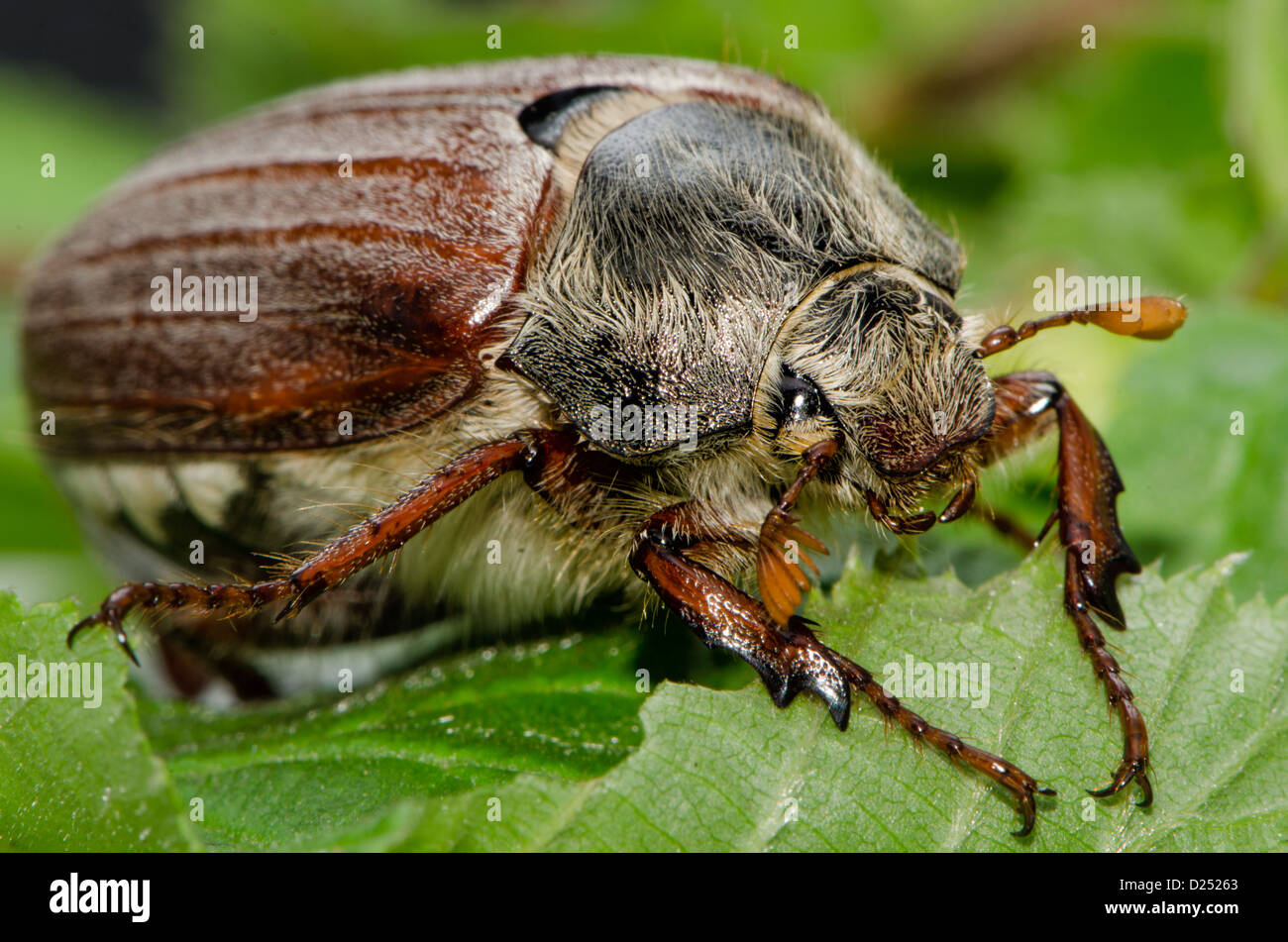 Macro di un maggio bug / cockchafer su foglie verdi Foto Stock