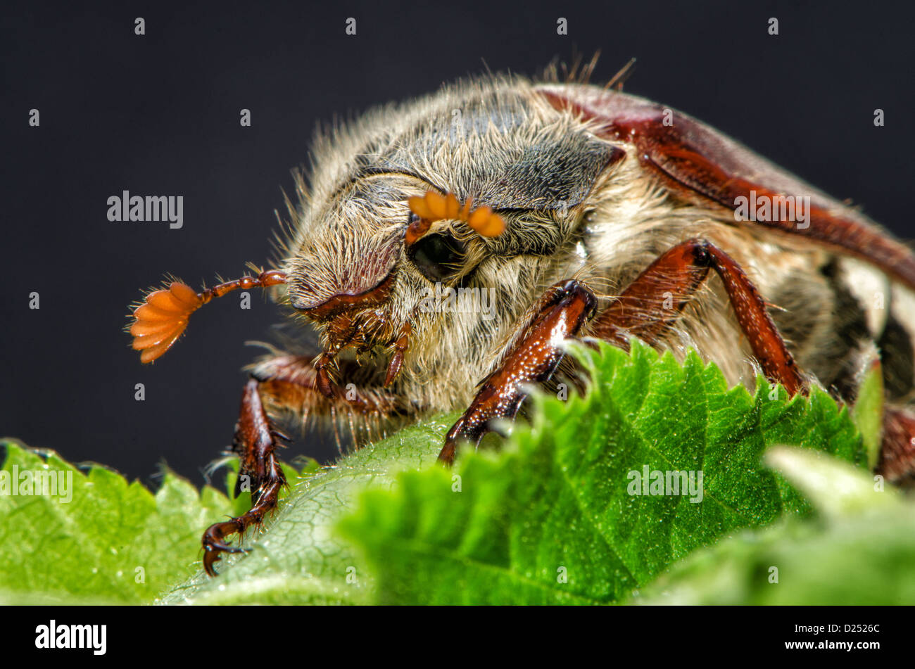 Macro di una femmina può bug / cockchafer su foglie verdi Foto Stock