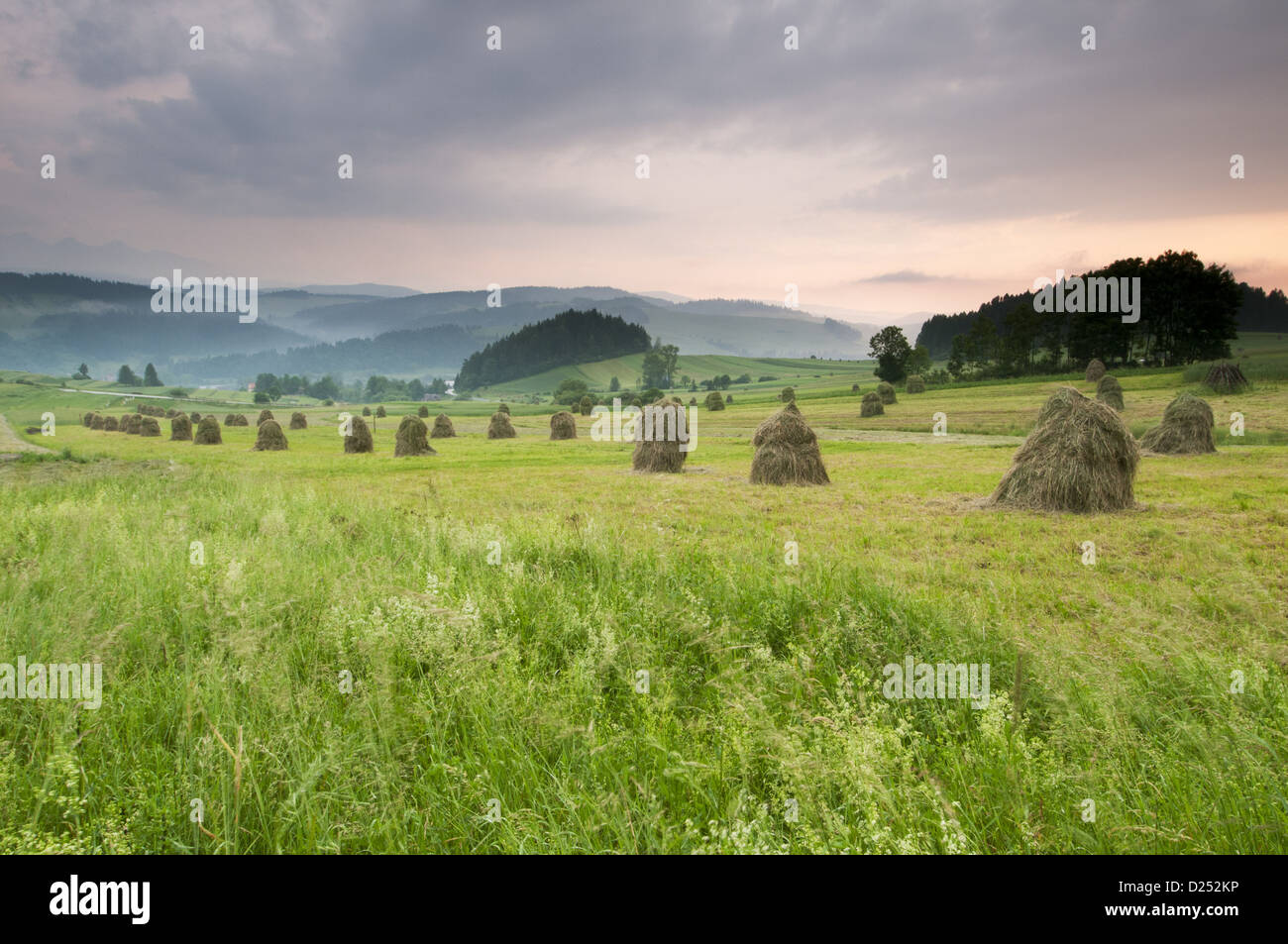 Ricks del fieno nel prato montane al tramonto, Monti Tatra, Carpazi occidentali, Polonia, Giugno Foto Stock