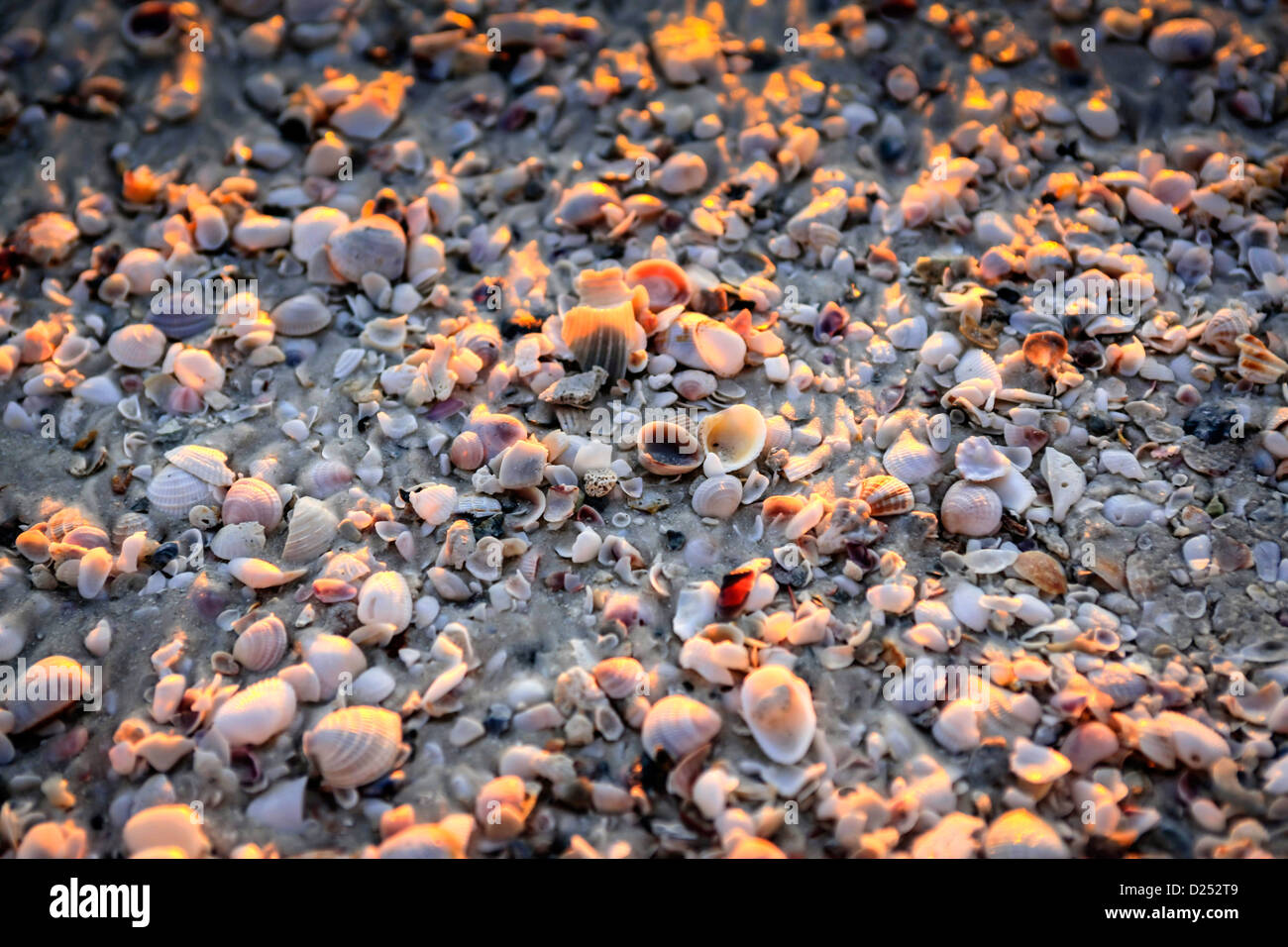 Conchiglie sulla Siesta Key beach in Sarasota Florida Foto Stock