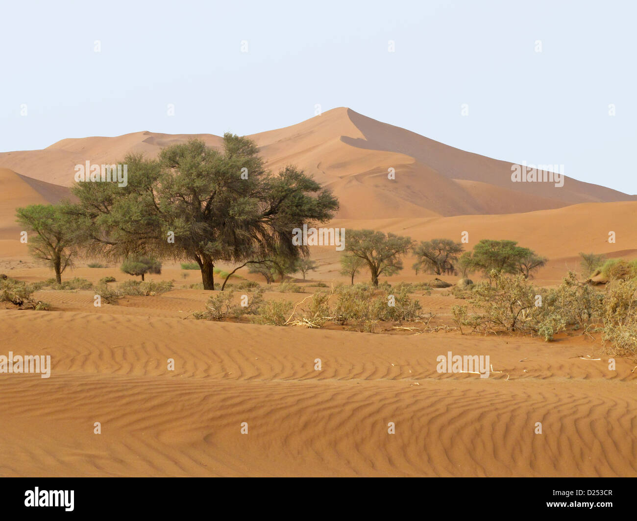 Dune di sabbia in Namib-Nauktuft Parco Nazionale di Namibia Foto Stock