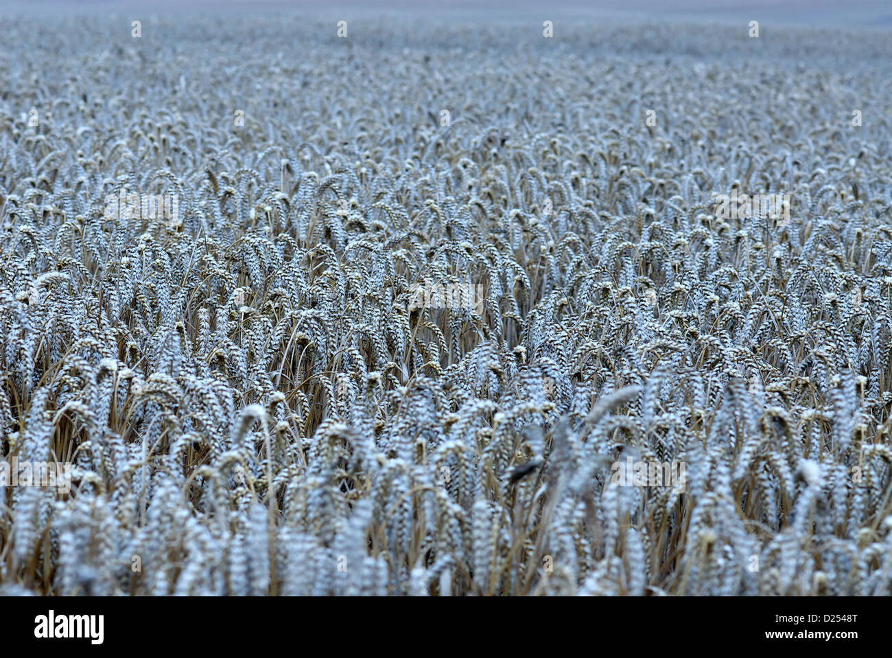 Manderow, Germania, campo di grano al mattino Foto Stock
