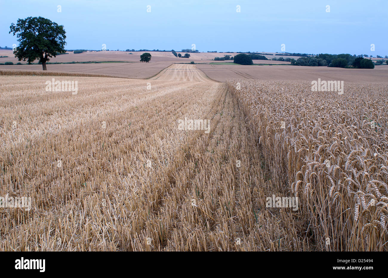 Manderow, Germania, parzialmente raccolte sul campo di grano al mattino Foto Stock