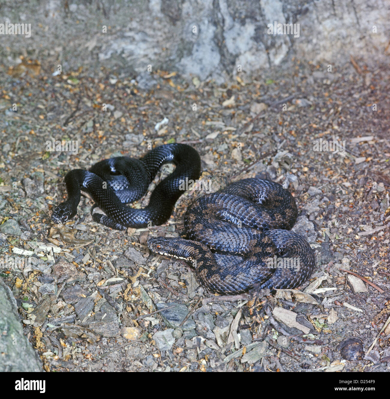 Sommatore dei Balcani - sinistra snake è una varietà melanico Foto Stock