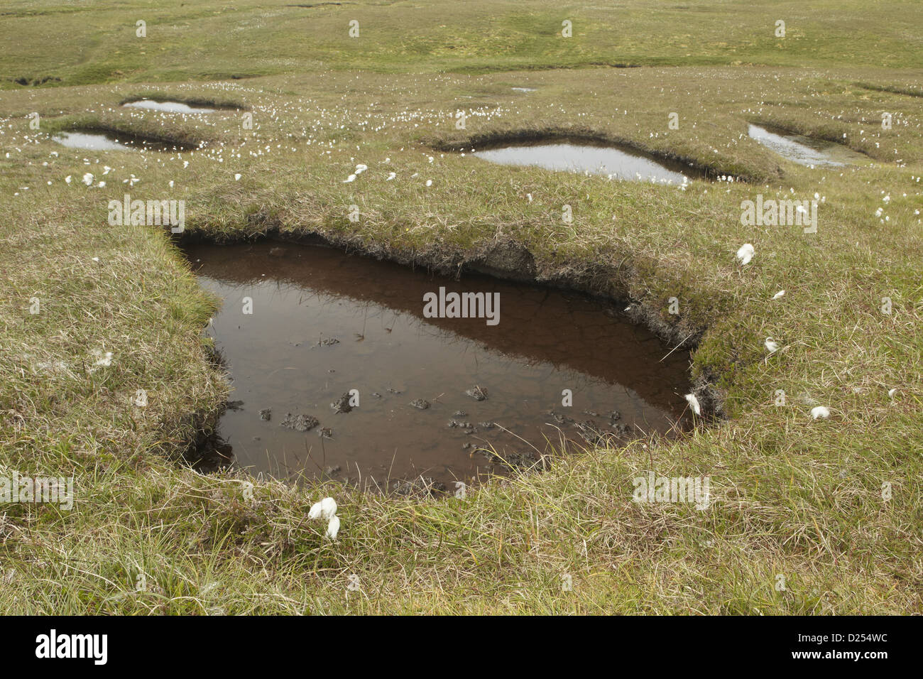 La torba brughiera habitat con piscine aperte di cotone-erba Hermaness Riserva Naturale Nazionale Unst Isole Shetland Scozia Luglio Foto Stock