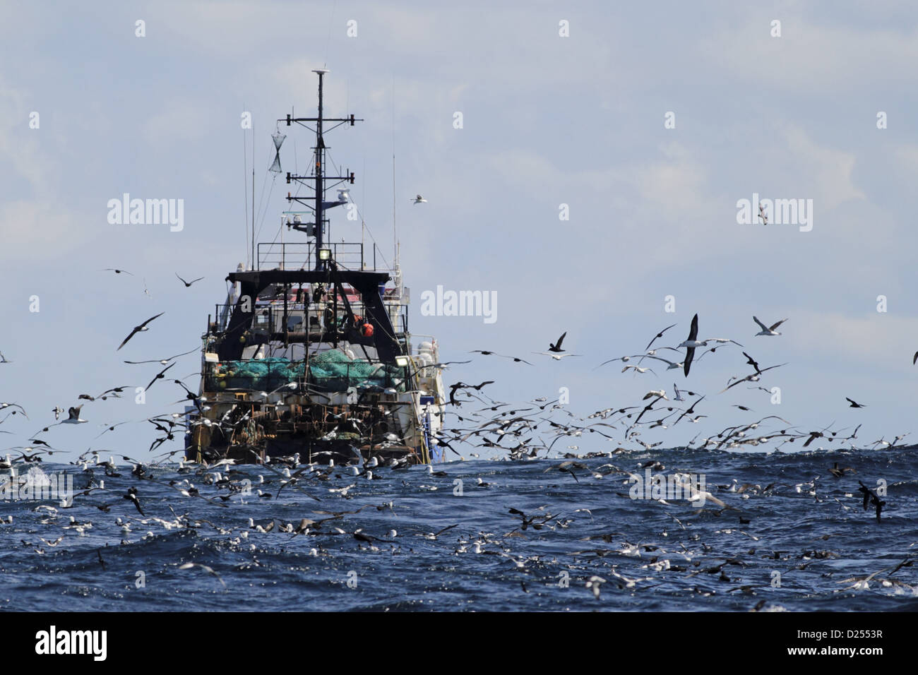 Deep-sea trawler essendo seguito uccelli marini mare compresi albatri cape sule procellarie off Cape Town Western Cape Sud Africa Foto Stock
