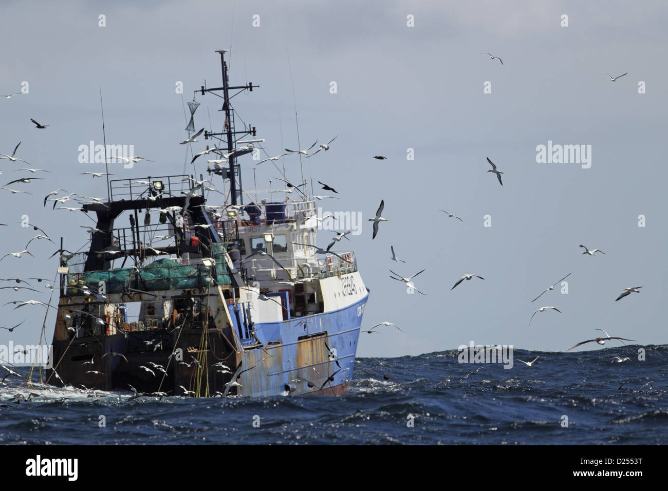 Deep-sea trawler essendo seguito uccelli marini mare compresi albatri cape sule procellarie off Cape Town Western Cape Sud Africa Foto Stock