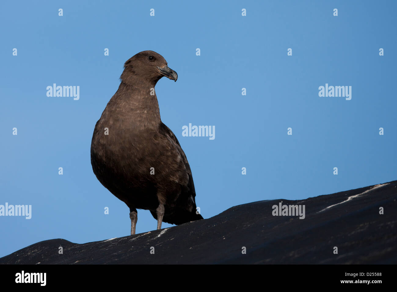 South Polar Skua (Stercorarius maccormicki) a Hope Bay, l'Antartide. Foto Stock