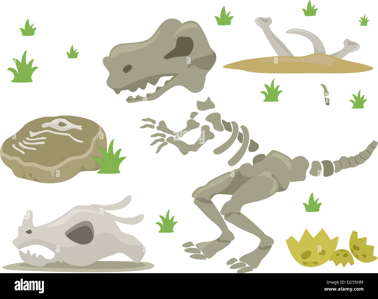 Illustrazione di diversi tipi di ossa di dinosauro con erbe Foto Stock