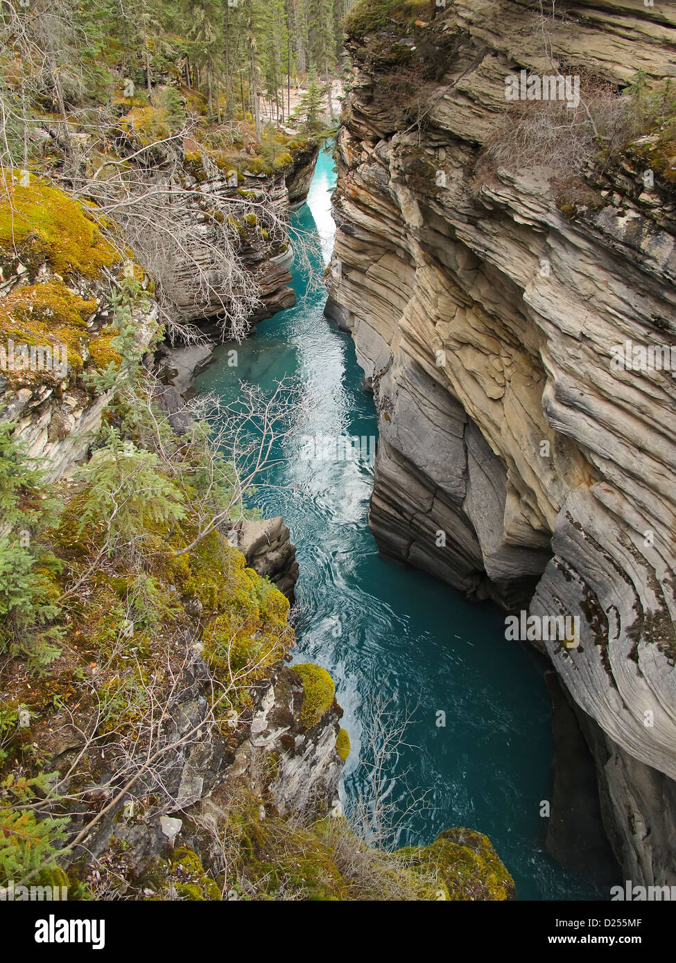 Athabasca River nel Parco Nazionale di Jasper Foto Stock