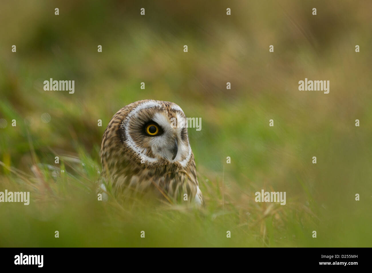 Captive corto-eared owl seduta in erba presso il British Centro faunistico Foto Stock