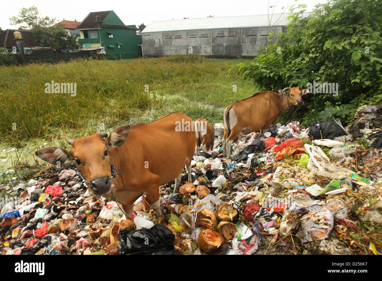 Bali di Garbage: dal fiume al mare. Vacche incatenati a umido di rifiuti, mangiare spazzatura. Foto Stock