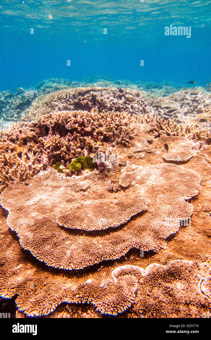 Piastra di corallo, Lady Elliot Island, della Grande Barriera Corallina, Queensland, Australia Foto Stock