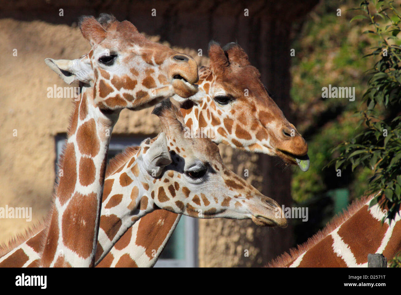 Le giraffe a Tama Zoo Tokyo Giappone Foto Stock