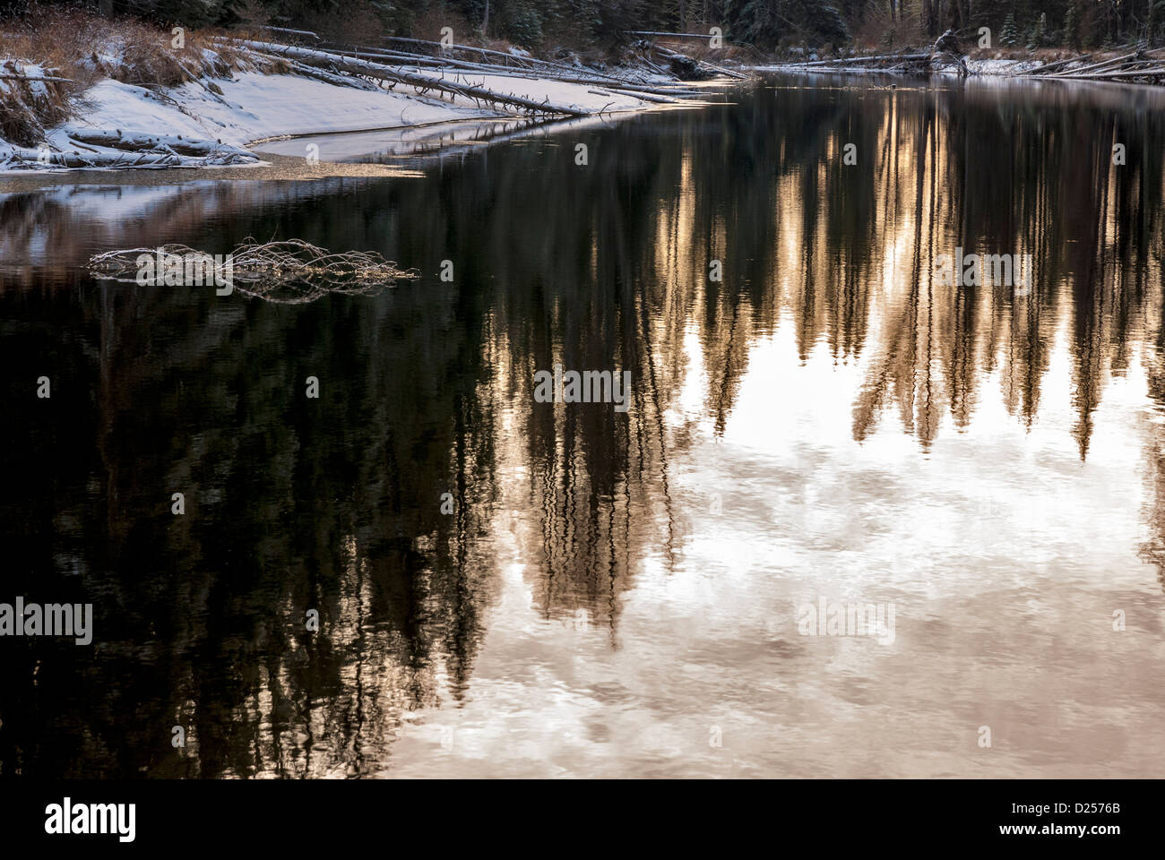 Una foresta di riflessioni in acqua ancora di questo fiume di montagna inverno Foto Stock