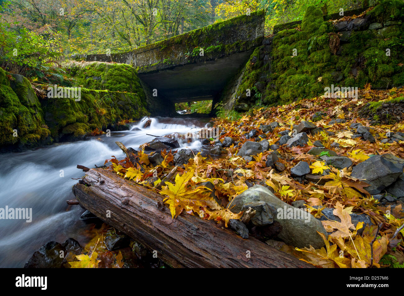 In una foresta di autunno un piccolo ruscello floes sotto un g=bridge Foto Stock