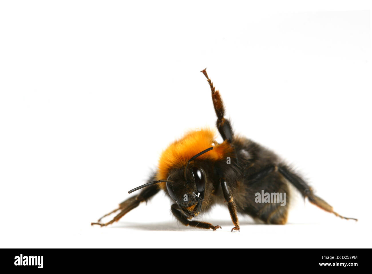La danza aerobica Bumble Bee isolati su sfondo bianco Foto Stock