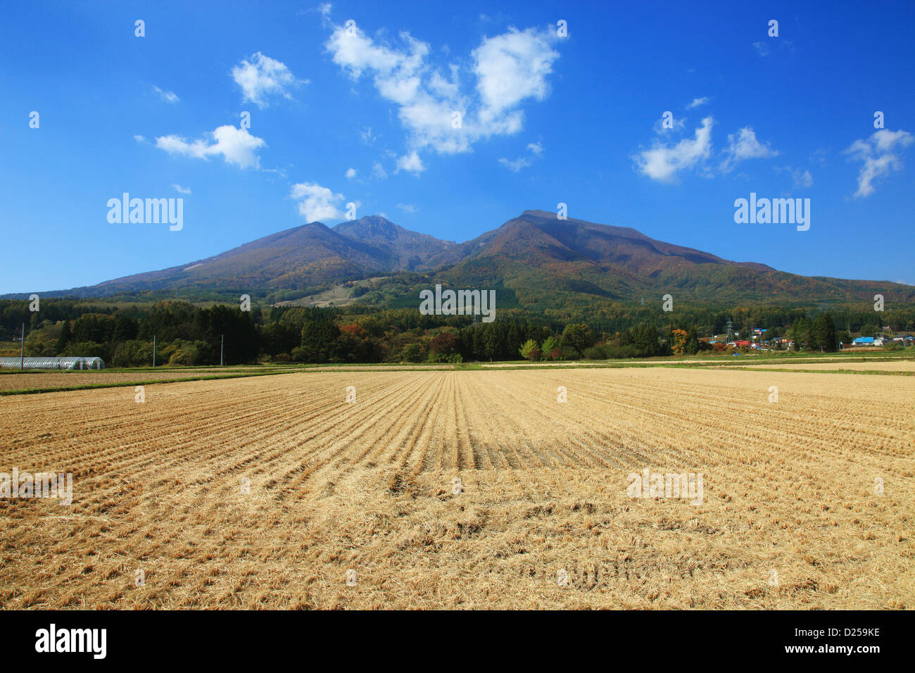 Campo di riso nella prefettura di Fukushima Foto Stock