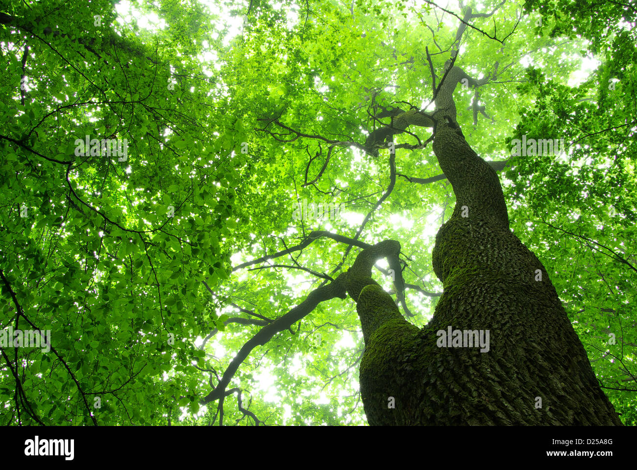 Foglie verdi sfondo nella giornata di sole Foto Stock