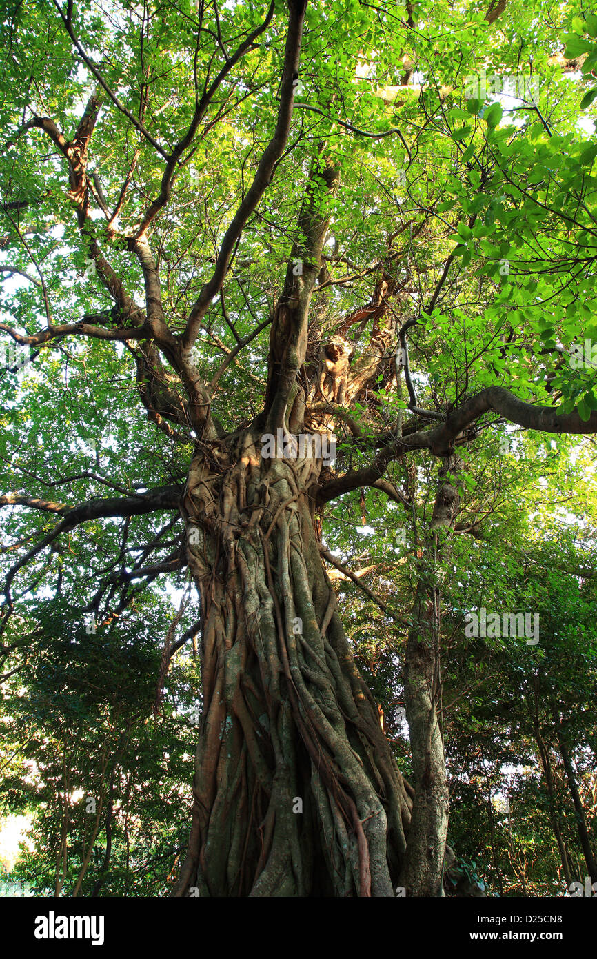 Strangler fig tree Foto Stock