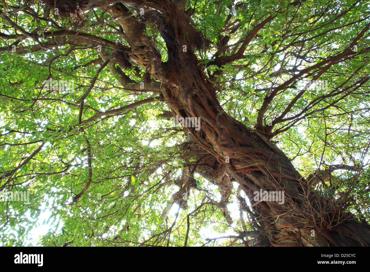 Strangler fig tree Foto Stock