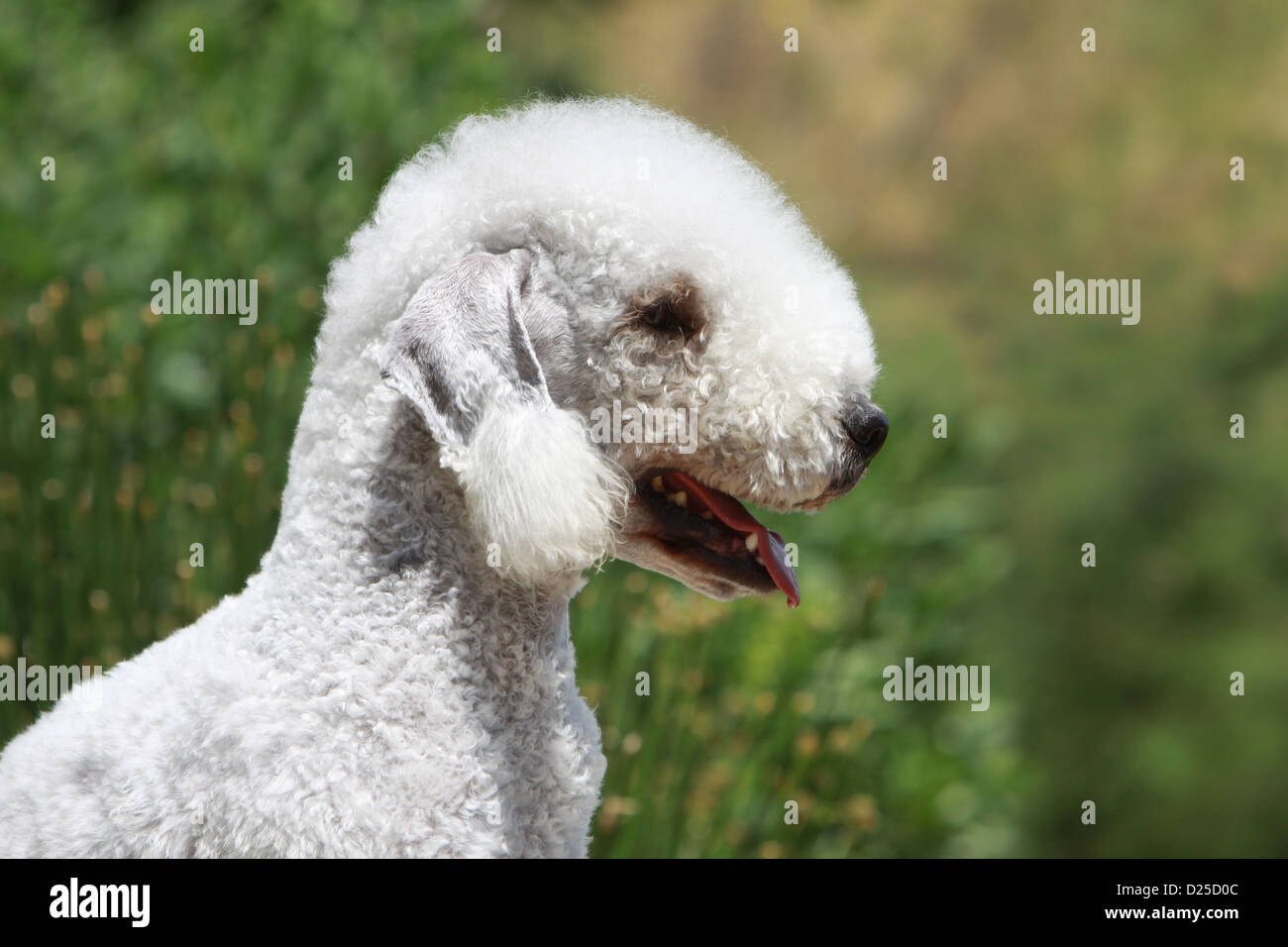 Cane Bedlington Terrier adulto profilo verticale Foto Stock