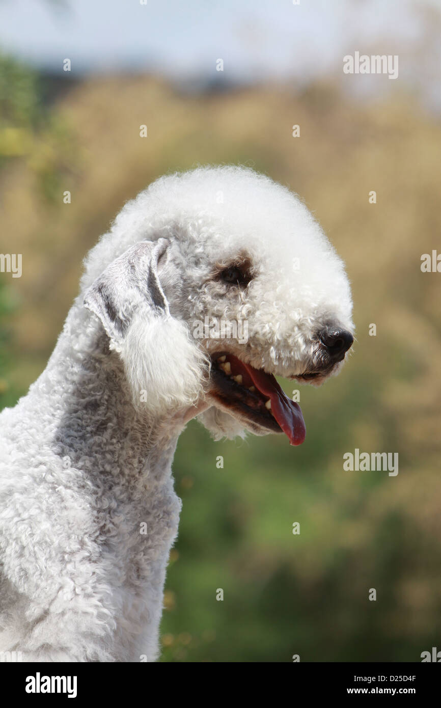 Cane Bedlington Terrier adulto profilo verticale Foto Stock