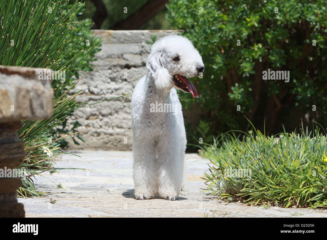 Cane Bedlington Terrier adulto faccia permanente Foto Stock