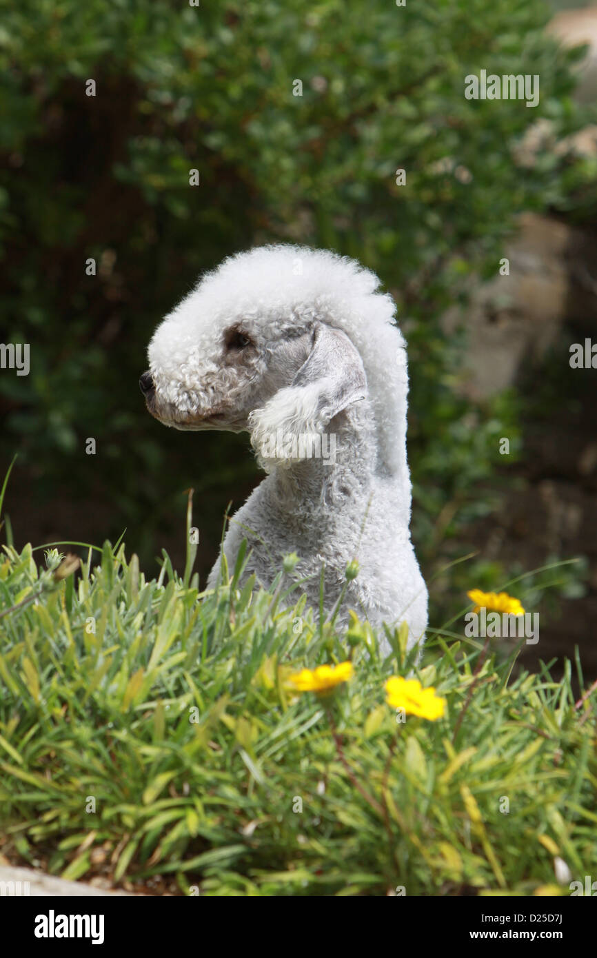 Cane Bedlington Terrier adulto profilo verticale Foto Stock