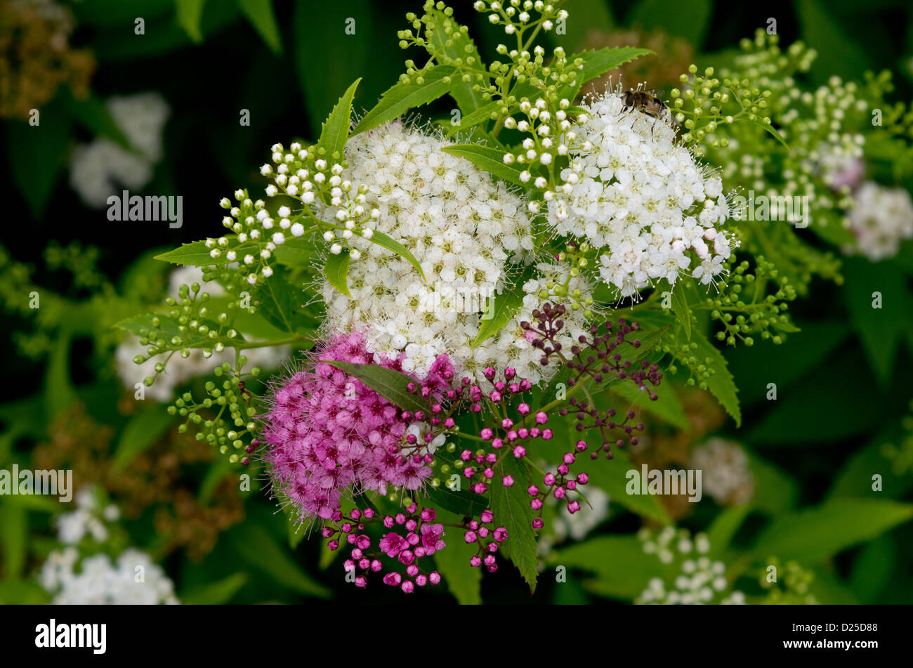 Spiraea japonica 'Shirobana' Foto Stock