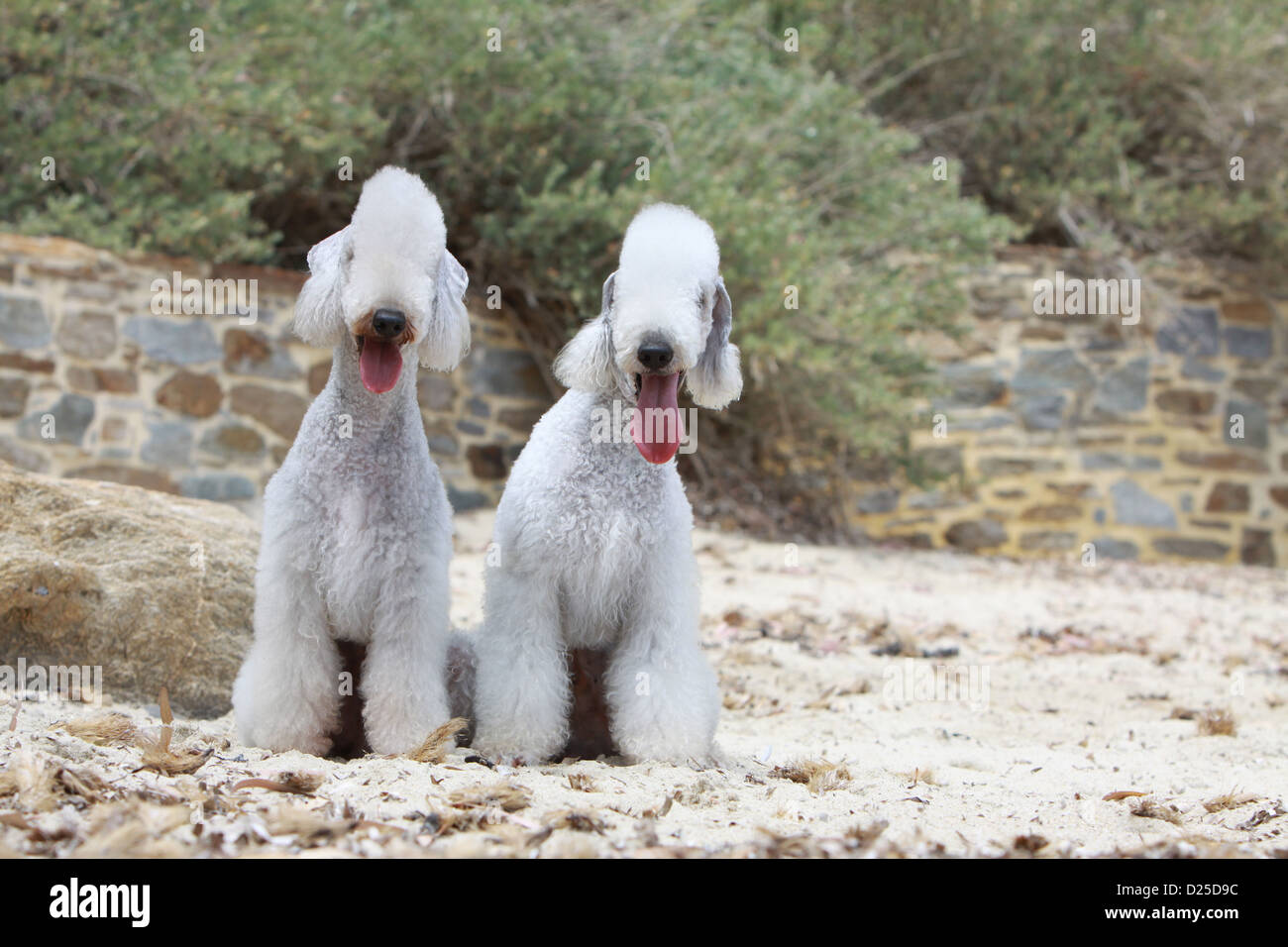 Cane Bedlington Terrier due adulti seduti sulla sabbia Foto Stock