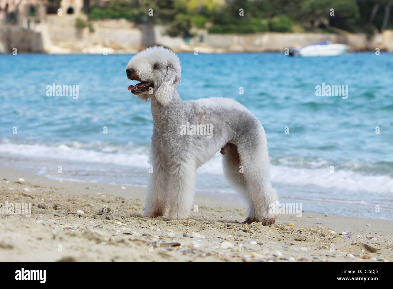 Cane Bedlington Terrier adulto profilo standard sulla spiaggia Foto Stock