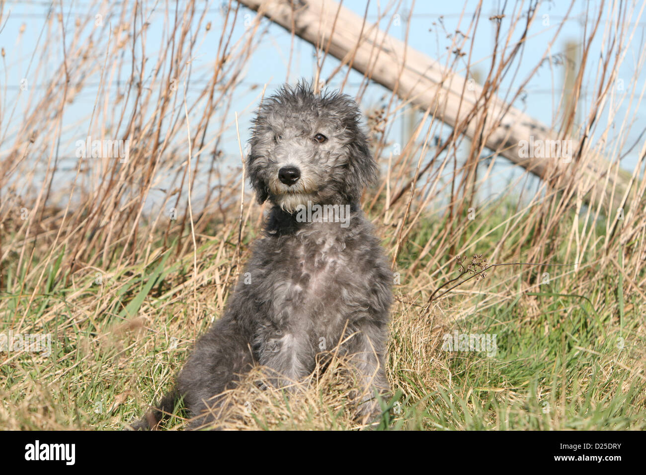 Cane Bedlington Terrier cucciolo seduto in un prato Foto Stock