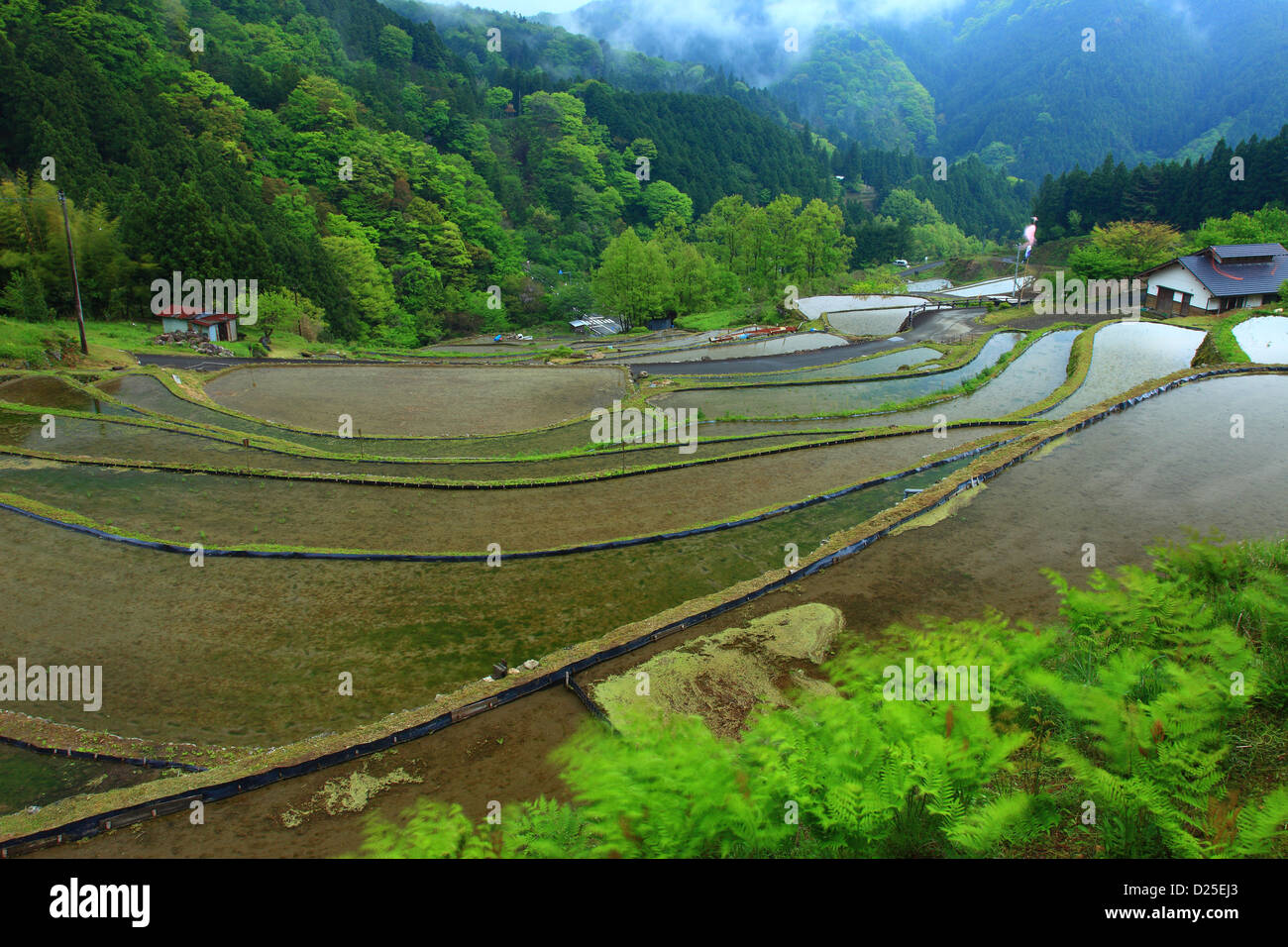 Campi di riso terrazzati, Prefettura di Kochi Foto Stock
