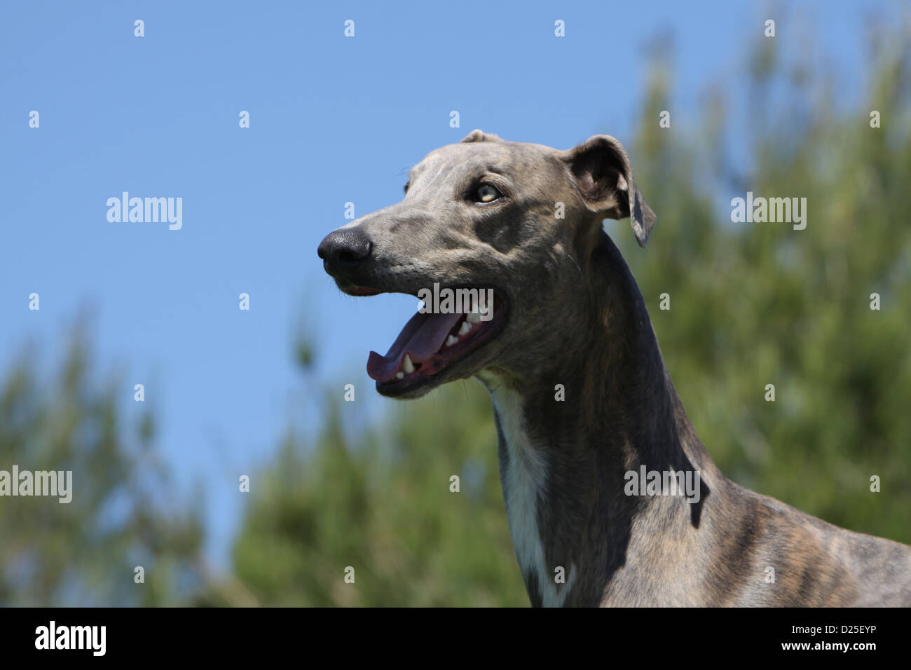 Cane levriero Inglese per adulti profilo verticale Foto Stock