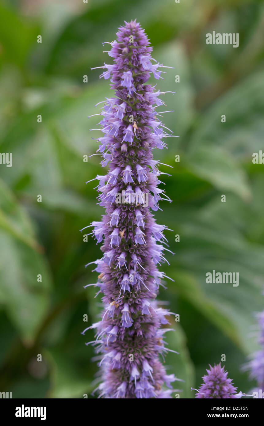 Agastache 'Blue Fortune' Foto Stock