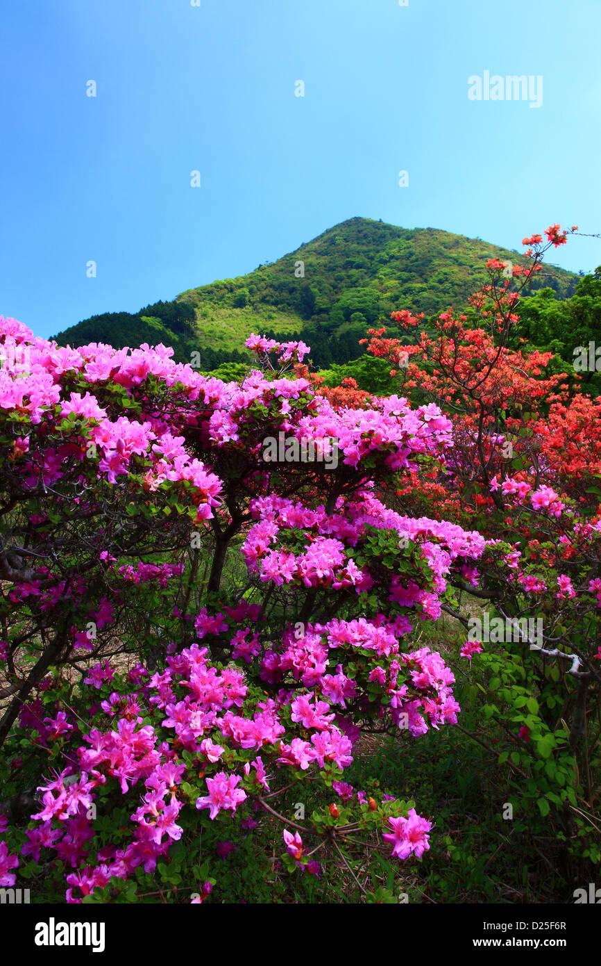 Fiori di rododendro, Prefettura di Nagasaki Foto Stock