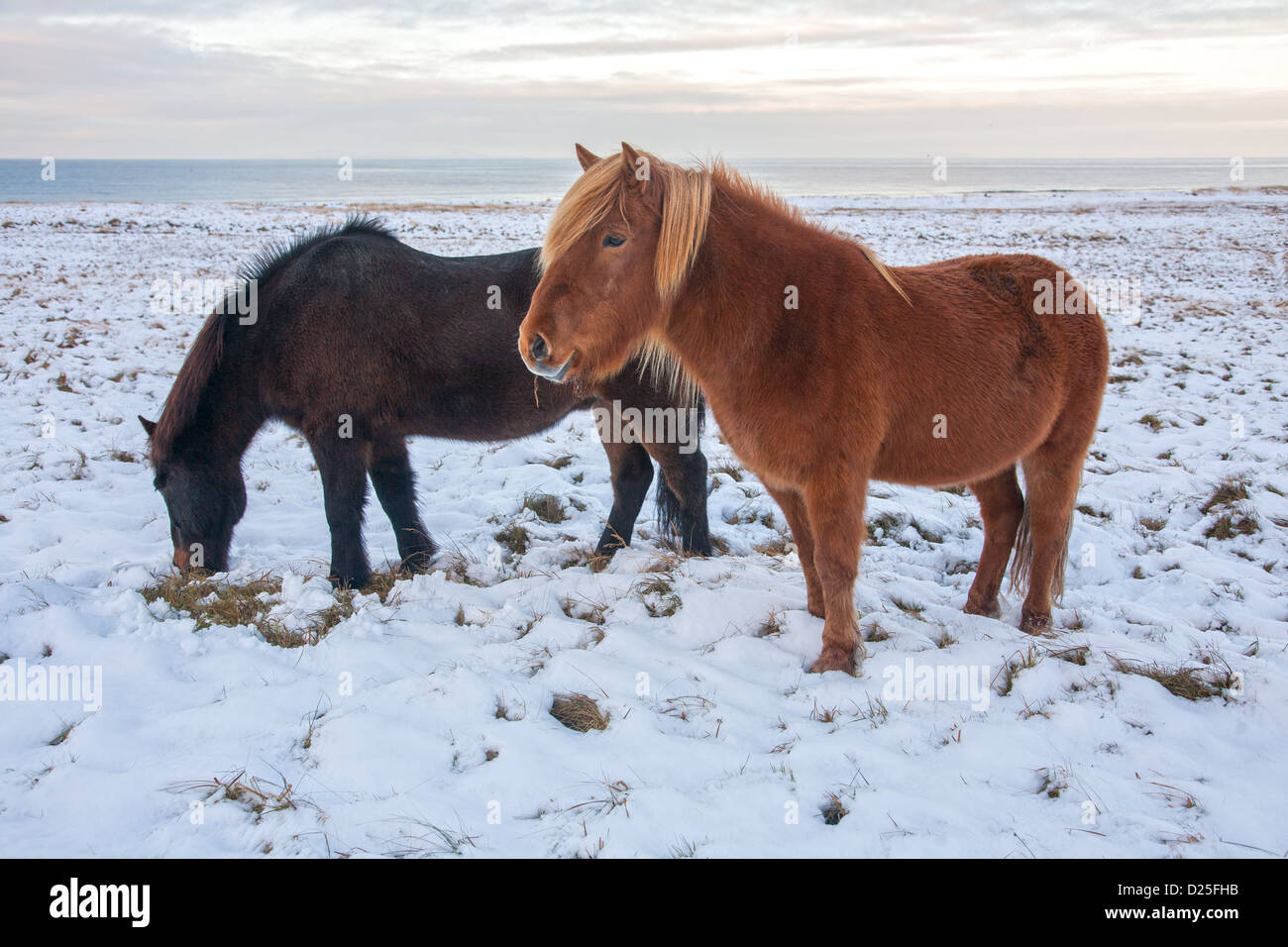 Cavallini islandesi sul Snaefellsnes penisola snaefellsnes in inverno Foto Stock