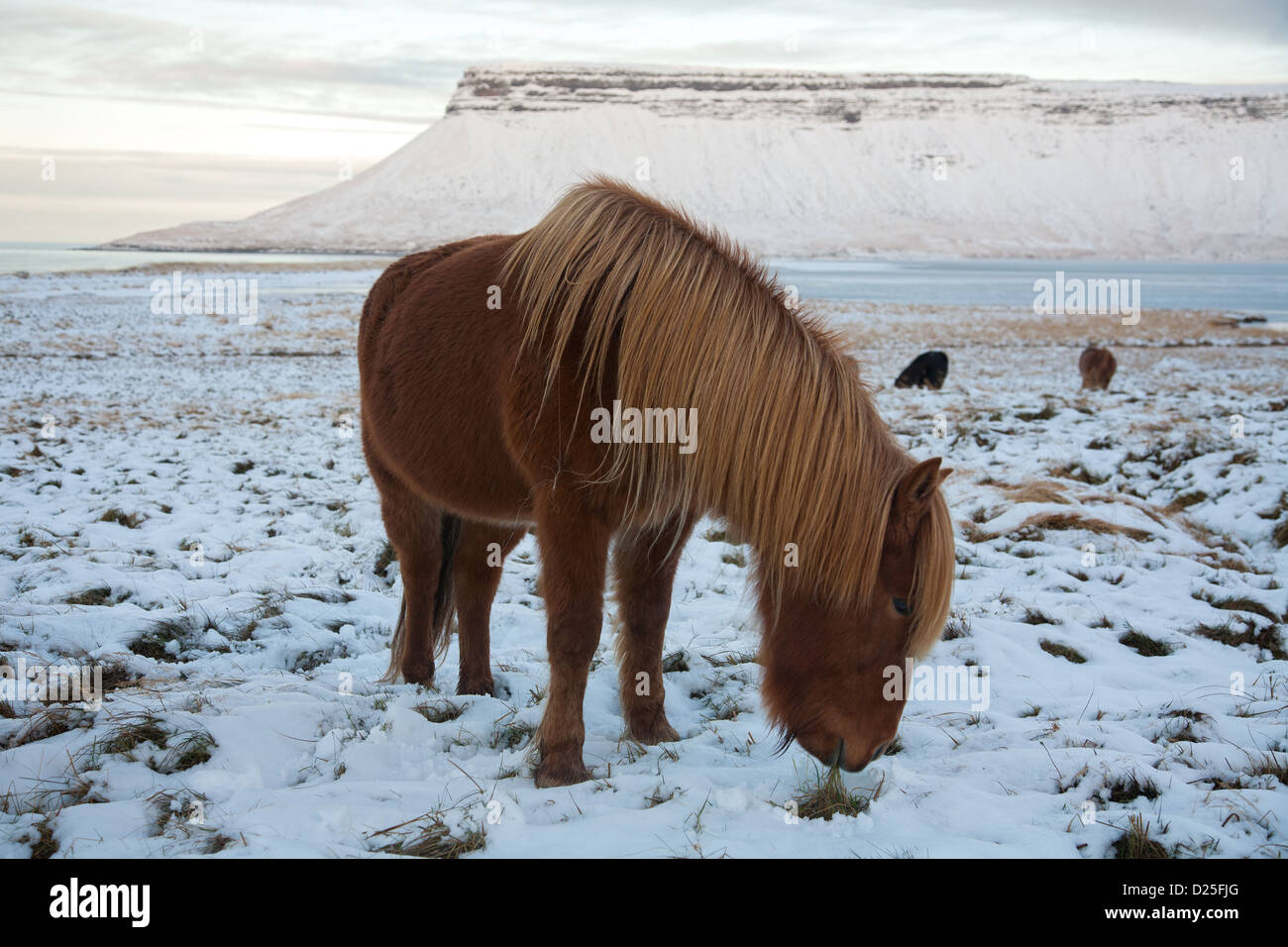 Pony islandese sull'Snaefellsnes penisola snaefellsnes in inverno Foto Stock