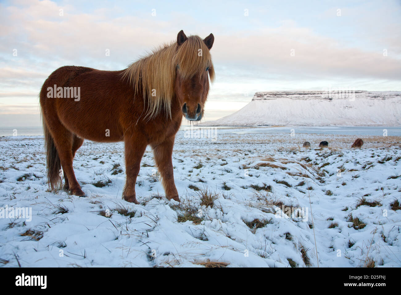 Pony islandese sull'Snaefellsnes penisola snaefellsnes in inverno Foto Stock