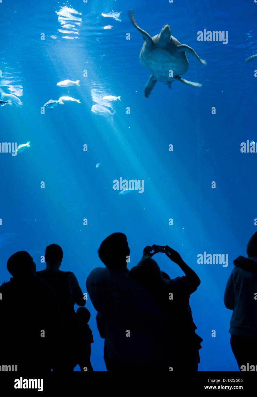 I visitatori di fotografare una tartaruga a Monterey Bay Aquarium Foto Stock