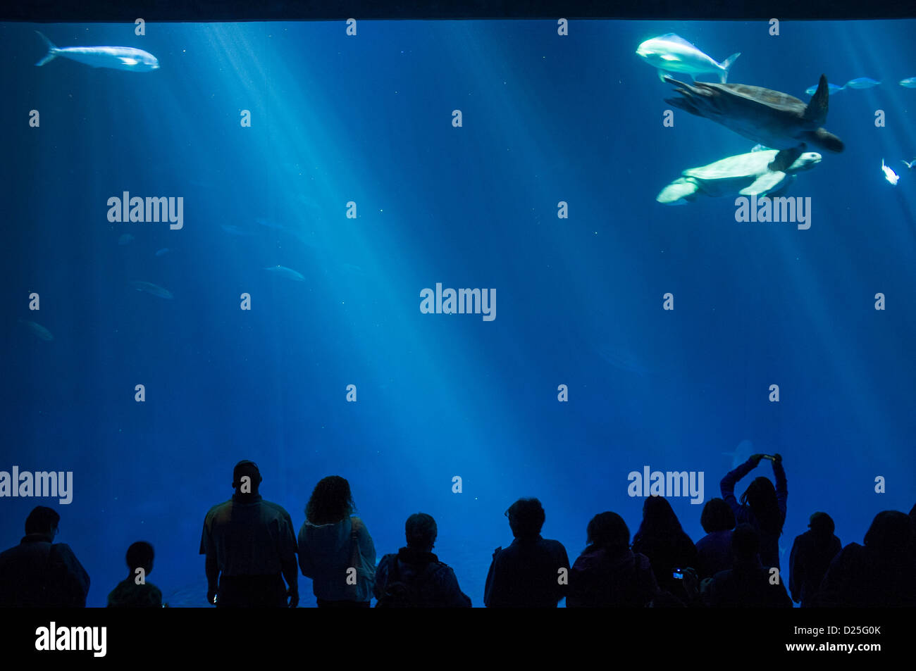 I visitatori di fotografare una tartaruga a Monterey Bay Aquarium Foto Stock