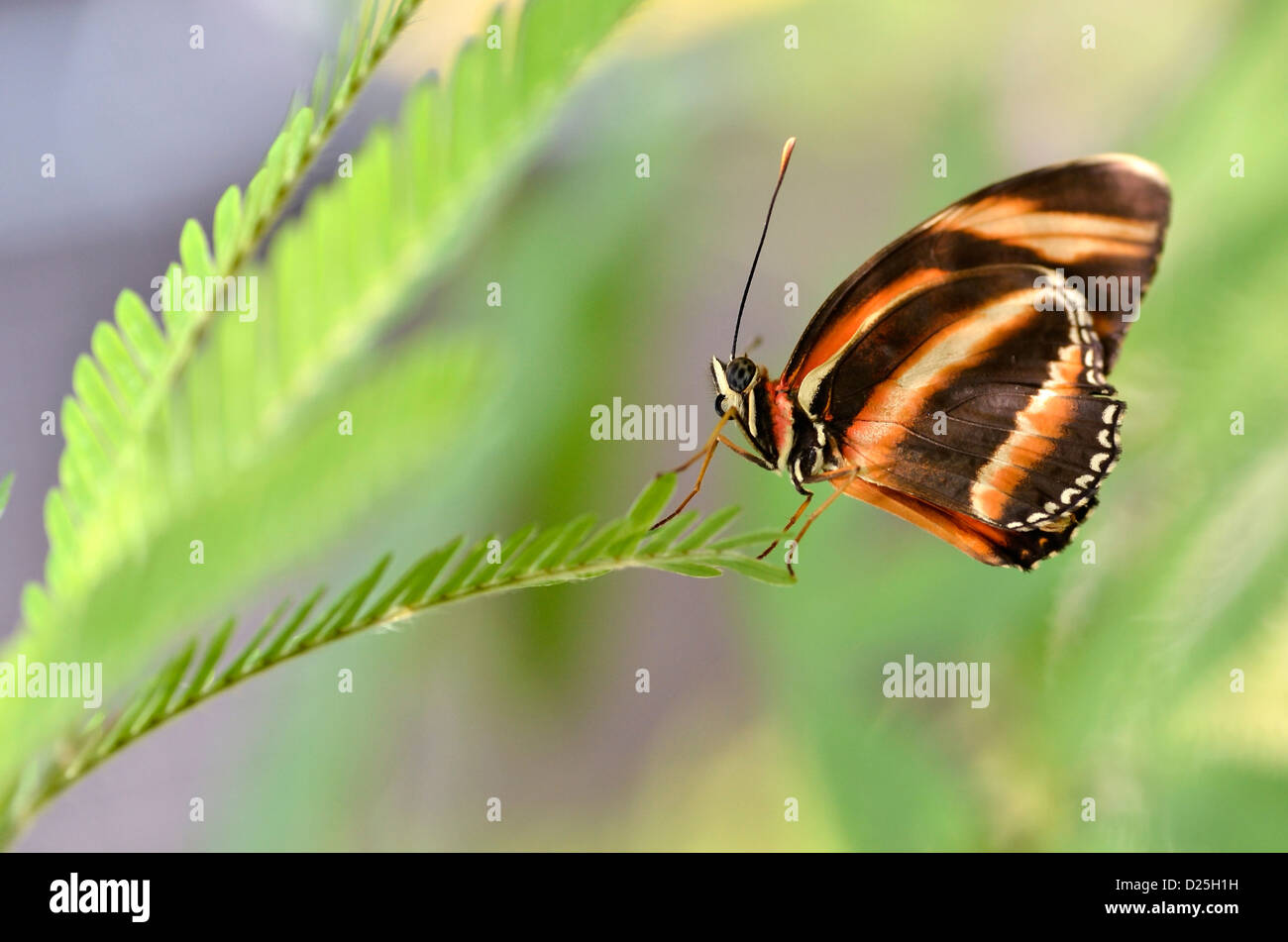 Macro di Milkweed Butterfly (Lycorea cleobaea) sulla foglia e vista di profilo Foto Stock